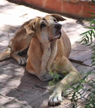Illustration de l'article : Ce chien âgé, aveugle et malade, trouve soutien et réconfort auprès des chats du refuge dans lequel ils sont hébergés (vidéo)