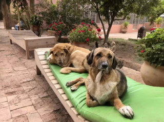 Illustration de l'article : Ce chien âgé, aveugle et malade, trouve soutien et réconfort auprès des chats du refuge dans lequel ils sont hébergés (vidéo)