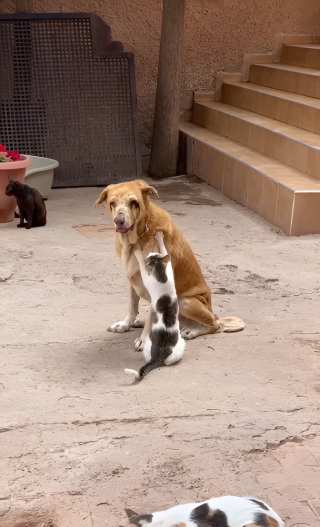 Illustration de l'article : Ce chien âgé, aveugle et malade, trouve soutien et réconfort auprès des chats du refuge dans lequel ils sont hébergés (vidéo)