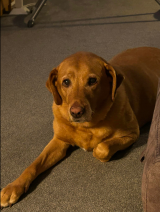 Illustration de l'article : Cette chienne a disparu sans laisser pendant 15 jours pour réapparaître à l’endroit où on l’attendait le moins