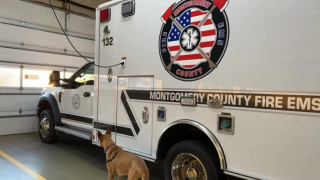 Illustration de l'article : Ce chien de refuge âgé de 9 ans trouve une famille d’accueil hors du commun et apporte tout son soutien à des pompiers locaux