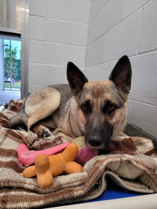 Illustration de l'article : Lucy, une chienne abandonnée, attachée à une clôture, trouve une nouvelle famille