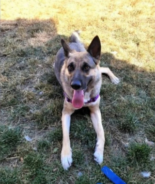 Illustration de l'article : Lucy, une chienne abandonnée, attachée à une clôture, trouve une nouvelle famille