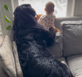 Illustration de l'article : Ravie de revoir sa petite sœur humaine après sa promenade, cette femelle Bouvier Bernois a une tendre réaction dès qu’elle l’aperçoit à travers la fenêtre (vidéo)