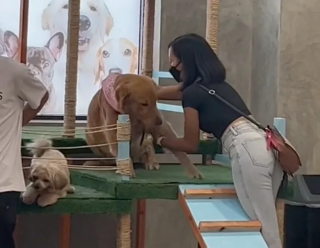 Illustration de l'article : L’astuce imparable d’une jeune femme pour convaincre son Golden Retriever obstiné de quitter le parc canin (vidéo)