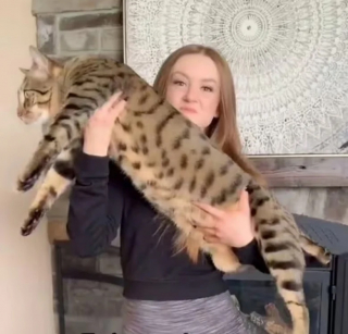 Illustration de l'article : Voici Dexter, un chat colossal qui impressionne les v&eacute;t&eacute;rinaires