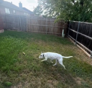 Illustration de l'article : Le bonheur de cet ancien chien de refuge, en découvrant qu’il va vivre dans une maison avec un jardin (vidéo)