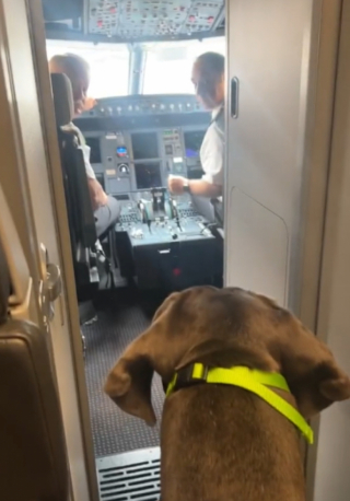 Illustration de l'article : Un toutou XXL prend l’avion en compagnie de son maître : celui-ci doit réserver 3 sièges pour le voyage (vidéo)