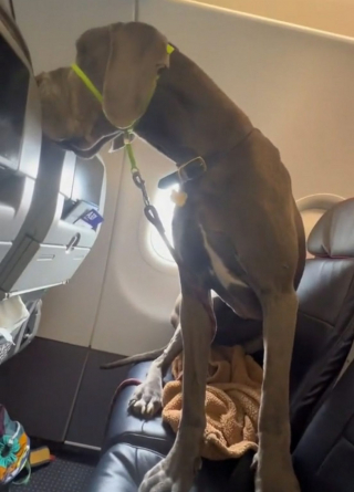 Illustration de l'article : Un toutou XXL prend l’avion en compagnie de son maître : celui-ci doit réserver 3 sièges pour le voyage (vidéo)