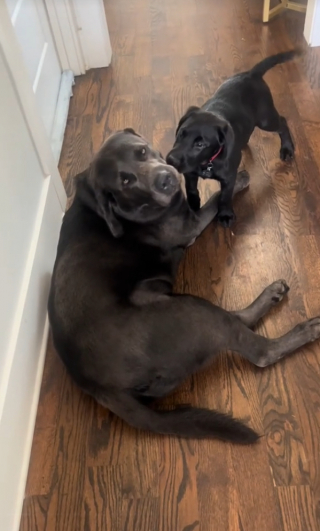 Illustration de l'article : Cette jeune femme offre une seconde jeunesse à son Labrador sénior, en adoptant pour lui un petit-frère (vidéo)