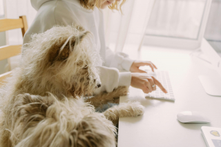 Illustration de l'article : Sant&eacute;vet lance Pets @ Work, un programme pour permettre aux salari&eacute;s et aux entreprises de partager leur espace de travail avec leurs animaux de compagnie