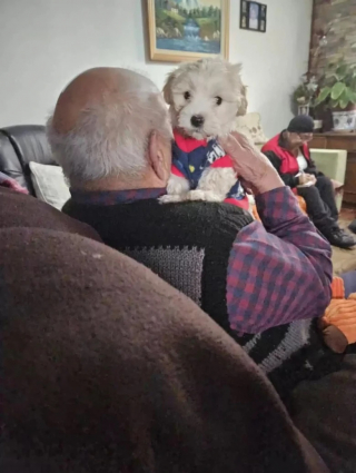 Illustration de l'article : Un nonagénaire s’offre une nouvelle jeunesse grâce à un chiot nommé Capito