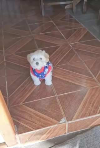 Illustration de l'article : Un nonagénaire s’offre une nouvelle jeunesse grâce à un chiot nommé Capito