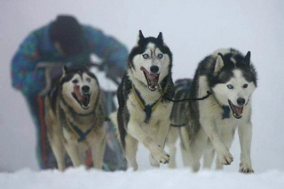 Illustration de l'article : Jean Combazard, le musher champion du monde et son combat pour l'inclusion des personnes en situation de handicap dans le mushing