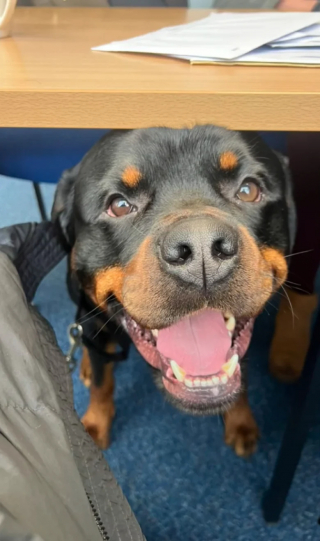 Illustration de l'article : Accompagnant sa maîtresse au travail pour la première fois, ce Rottweiler devient l’employé du mois (vidéo)