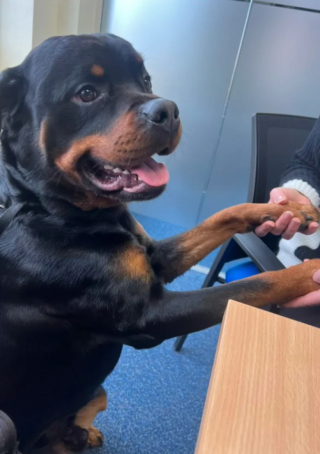 Illustration de l'article : Accompagnant sa maîtresse au travail pour la première fois, ce Rottweiler devient l’employé du mois (vidéo)