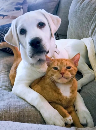 Illustration de l'article : L’amitié improbable entre Simba, le chat tranquille, et Thor, un chiot plein d’énergie