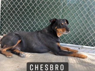 Illustration de l'article : Ce beau chien a passé plus de 6 ans au refuge en raison d’un trait de caractère considéré comme dérangeant