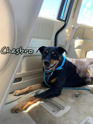 Illustration de l'article : Ce beau chien a passé plus de 6 ans au refuge en raison d’un trait de caractère considéré comme dérangeant