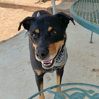 Illustration de l'article : Ce beau chien a passé plus de 6 ans au refuge en raison d’un trait de caractère considéré comme dérangeant