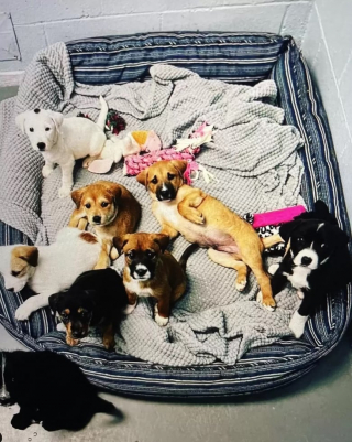 Illustration de l'article : Les touchantes retrouvailles entre une chienne et ses petits plus d’un an après leur adoption par des familles différentes