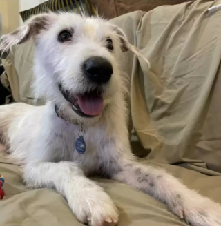 Illustration de l'article : Les touchantes retrouvailles entre une chienne et ses petits plus d’un an après leur adoption par des familles différentes