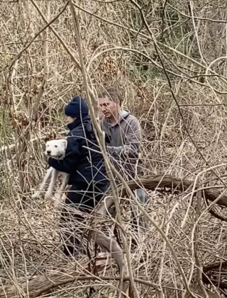 Illustration de l'article : Les touchantes retrouvailles entre une chienne et ses petits plus d’un an après leur adoption par des familles différentes