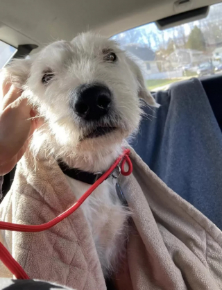 Illustration de l'article : Les touchantes retrouvailles entre une chienne et ses petits plus d’un an après leur adoption par des familles différentes