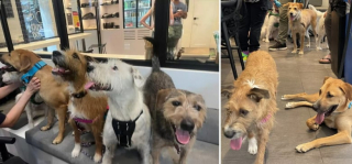 Illustration de l'article : Les touchantes retrouvailles entre une chienne et ses petits plus d’un an après leur adoption par des familles différentes