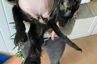Illustration de l'article : Une jeune chienne abandonnée à 6 pattes surprend les vétérinaires