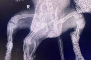 Illustration de l'article : Une jeune chienne abandonnée à 6 pattes surprend les vétérinaires