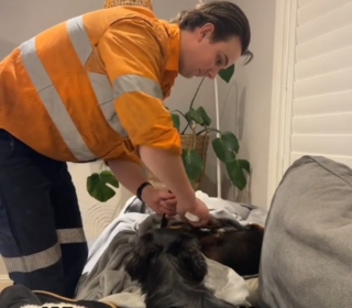 Illustration de l'article : Quand une chienne en parfaite santé réclame des soins pour faire comme sa sœur malade (vidéo)