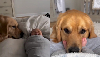 Illustration de l'article : Un Golden Retriever se prend d'affection pour le bébé de ses maîtres et décide d'endosser le rôle de grand frère attentionné (vidéo)
