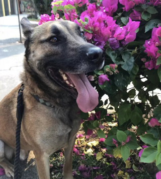 Illustration de l'article : Cette jeune femme organise une magnifique surprise pour son chien, lors de son retour après une absence de 6 mois