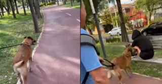 Illustration de l'article : Cette jeune femme organise une magnifique surprise pour son chien, lors de son retour après une absence de 6 mois