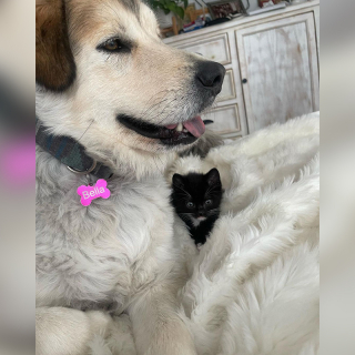 Illustration de l'article : Ce chaton mâle fait de son mieux pour amadouer le chien de sa famille d’accueil, afin de devenir son préféré