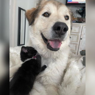 Illustration de l'article : Ce chaton mâle fait de son mieux pour amadouer le chien de sa famille d’accueil, afin de devenir son préféré