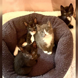 Illustration de l'article : Ce chaton mâle fait de son mieux pour amadouer le chien de sa famille d’accueil, afin de devenir son préféré