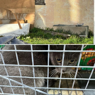 Illustration de l'article : Ce chaton mâle fait de son mieux pour amadouer le chien de sa famille d’accueil, afin de devenir son préféré