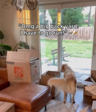 Illustration de l'article : Cette chienne Golden Retriever découvre sa nouvelle maison et le jardin qui se trouve à l’arrière (vidéo)