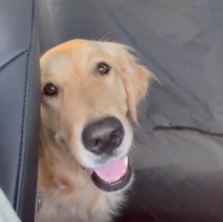 Illustration de l'article : Cette chienne Golden Retriever découvre sa nouvelle maison et le jardin qui se trouve à l’arrière (vidéo)