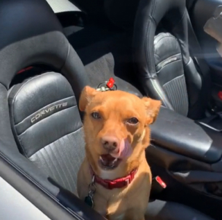 Illustration de l'article : Faites connaissance avec Jordy, le chiot Chihuahua qui a beaucoup surpris sa maman humaine en grandissant (vidéo)