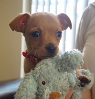 Illustration de l'article : Faites connaissance avec Jordy, le chiot Chihuahua qui a beaucoup surpris sa maman humaine en grandissant (vidéo)