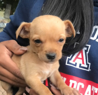 Illustration de l'article : Faites connaissance avec Jordy, le chiot Chihuahua qui a beaucoup surpris sa maman humaine en grandissant (vidéo)