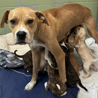 Illustration de l'article : Les bénévoles d’une association viennent en aide à 2 chiennes émaciées et leurs 18 petits affamés