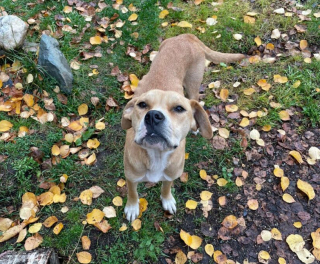 Illustration de l'article : Les bénévoles d’une association viennent en aide à 2 chiennes émaciées et leurs 18 petits affamés