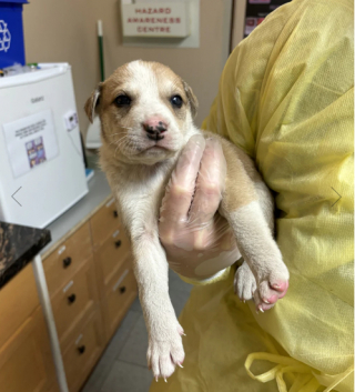 Illustration de l'article : Les bénévoles d’une association viennent en aide à 2 chiennes émaciées et leurs 18 petits affamés