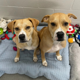 Illustration de l'article : Les bénévoles d’une association viennent en aide à 2 chiennes émaciées et leurs 18 petits affamés