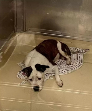 Illustration de l'article : Une chienne de refuge au visage triste vit une transformation radicale tout en espérant rencontrer l'amour