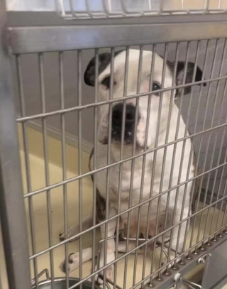 Illustration de l'article : Une chienne de refuge au visage triste vit une transformation radicale tout en espérant rencontrer l'amour